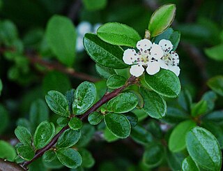 <i>Cotoneaster dammeri</i> Species of flowering plant