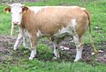 Simmental cattle (cat)