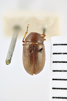 Coytiera aenea Jacoby, 1900; Syntype; NHMUK015009042; Dorsal habitus (51955124115).jpg