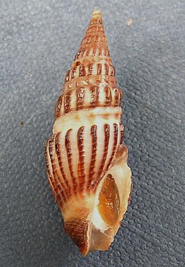 Crassispira turricula