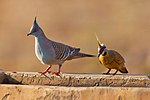 Thumbnail for File:Crested pigeons and spinifex pigeons.jpg