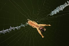 Description de l'image Cribellate Orbweaver - Uloborus glomosus - Julie Metz Wetlands, Woodbridge, Virginia.jpg.