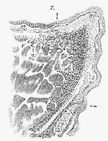 A cross section of the vocal folds showing the different layers. Cross-section of the vocal fold by Reinke.jpg