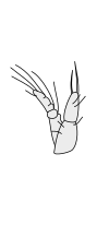 Antenna per crostacei - Copepoda Cyclops 2nd-antenna.svg