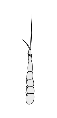 Thumbnail for File:Crustacean antenna - Decapoda Megalopa 2nd-antenna.svg