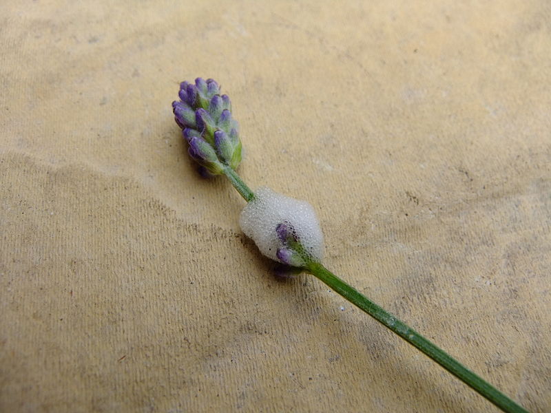 File:Cuckoo spit on lavender, Sandy, Bedfordshire (5773009238).jpg