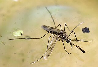 <i>Culex tarsalis</i> Mosquito species