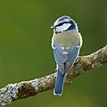 21 - Cyanistes caeruleus (Blue Tit) created, uploaded, and nominated by Luc Viatour