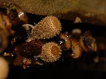 Cyathus Stercoreus