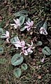 Cyclamen cilicium