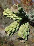 Miniatura para Cylindropuntia spinosior