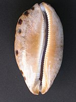 Ventral view of a shell of Chelycypraea testudinaria, anterior end towards the bottom Cypraea testudinaria ventral view.jpg