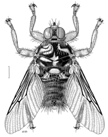 DIPT Hippoboscidae Hippobosca equina.png