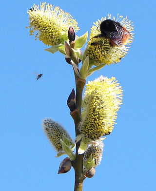 <i>Salix monticola</i> Species of flowering plant