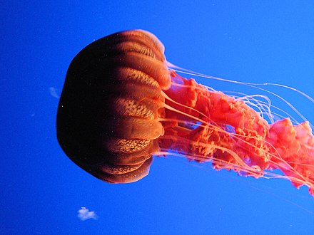 Морская крапива. Хризаора хизосцелла. Chrysaora Achlyos. Морская крапива (Chrysaora). Медуза Хрисаора.