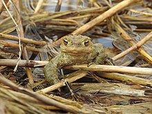 Un crapaud commun dans une roselière de Bade-Wurtemberg, Allemagne. Avril 2018.