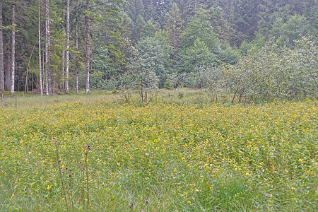 Dachsberg (Südschwarzwald) Naturschutzgebiet Ennersbacher Moor Bild 8