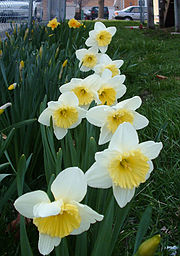 Narcissus Arkle