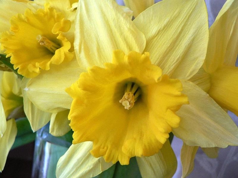 File:Daffodil yellow (1).jpg