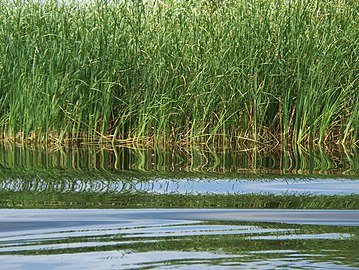 Reeds growing in the Danube Delta