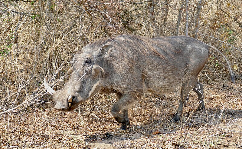 File:Day 6 Common Warthog (Phacochoerus africanus) male ... (53423954939).jpg