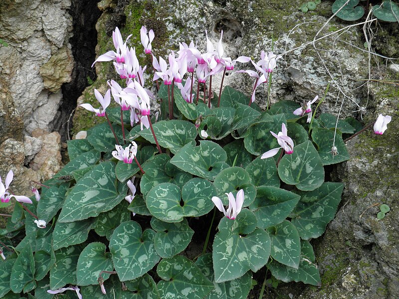 File:Dayr Aban Cyclamen Flower.JPG