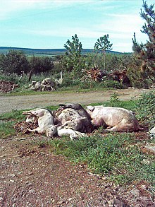 Death at Lazyfold farm - geograph.org.uk - 451354.jpg