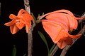 Dendrobium oreodoxa