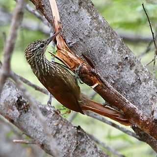 Straight-billed woodcreeper Species of bird