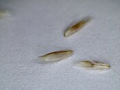 Deschampsia cespitosa seed.jpg