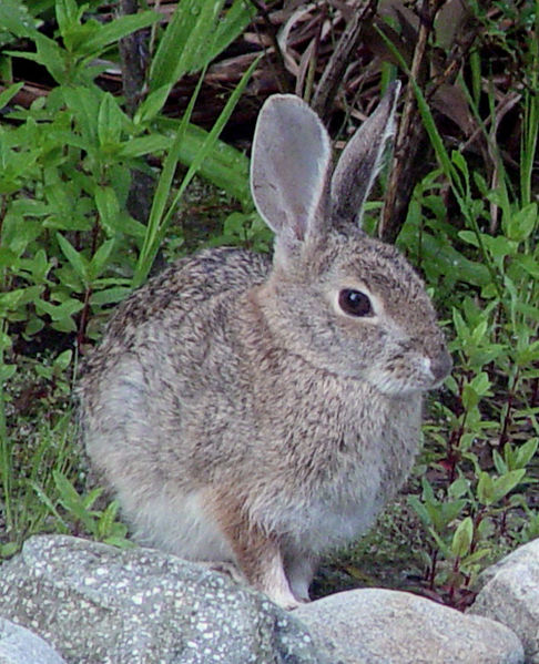 File:Desert Cottontail (Sylvilagus audubonii).jpg