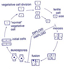 Diatom pennate life cycle.jpg