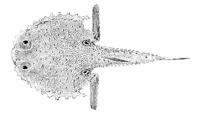 File:Dibranchus atlanticus.jpg