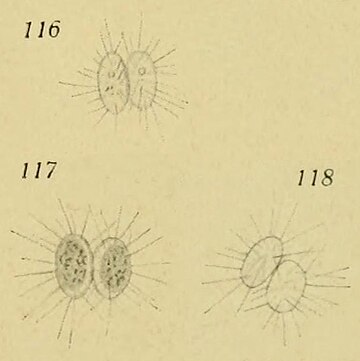 Dicellula