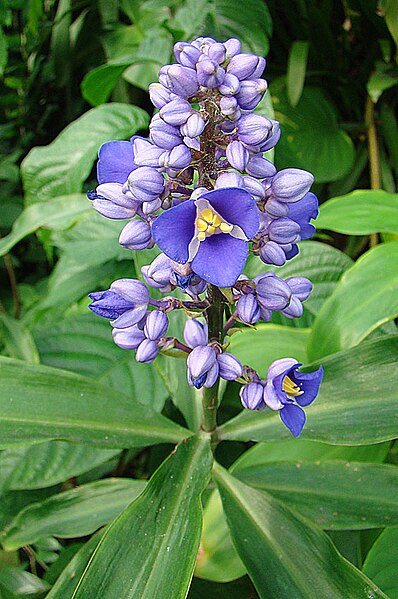 File:Dichorisandra thyrsiflora, known as Flowering Bamboo (11295102486).jpg