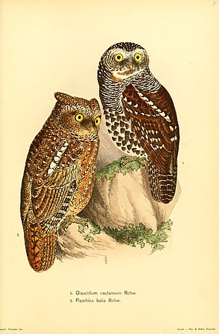 <span class="mw-page-title-main">Chestnut owlet</span> Species of bird