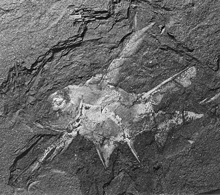 The acanthodian fish Diplacanthus acus from the Devonian period