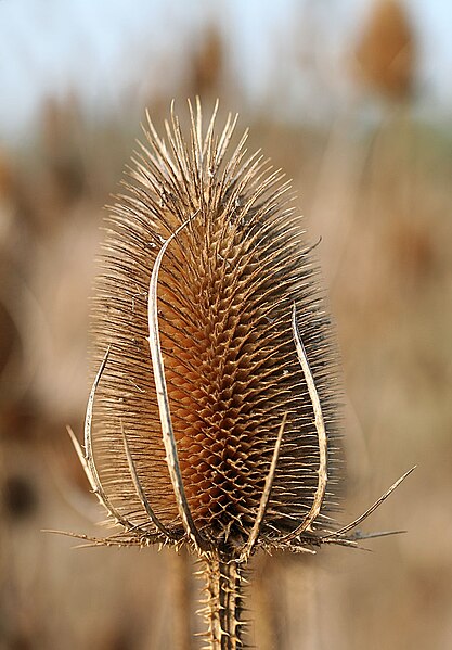 File:Dipsacus fullonum comb.jpg