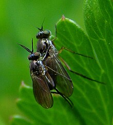 Diptera-Dolichopodidae-Rhaphium-sp-201205160240.JPG