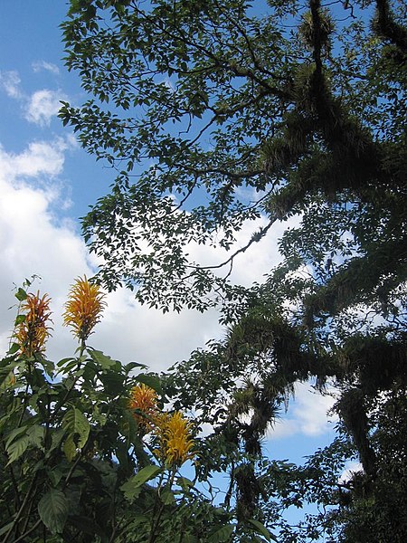 File:DirkvdM tree n flowers.jpg