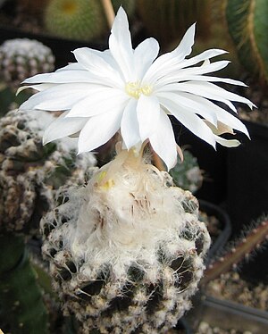 Discocactus horstii