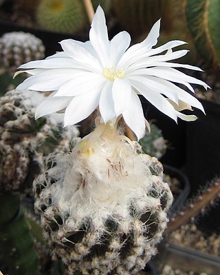 <i>Discocactus horstii</i> Species of cacti