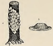 Distoma variolosum, from British Tunicata, p42 (cropped).jpg