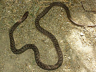 <i>Dolichophis schmidti</i> Species of snake