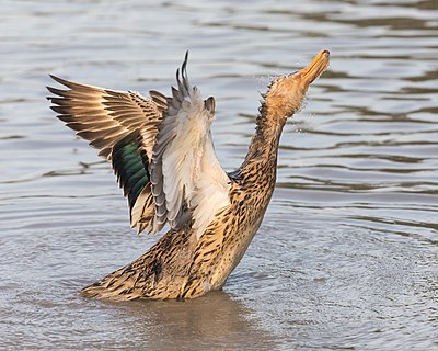 Domestic duck waving its wings and shaking the head at golden hour in a pond in Don Det Laos