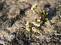 Drabas like these are challenging to id. Ole B. Lyshede, lic. scient. (Biology) helped me here