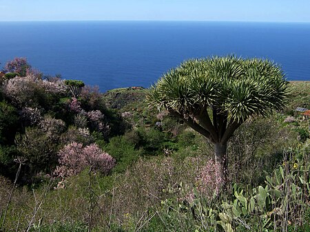 Dracaena draco