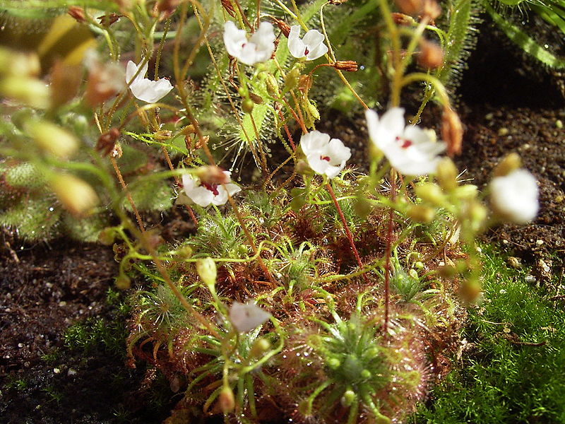 File:Drosera nitidula bluehend.jpg