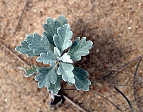 Kuvan kuvaus Duneside Artemesia (Wellfleet, MA) .jpg