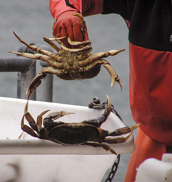 File:Dungeness Crab wc4.jpg